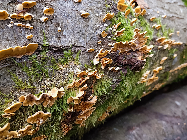 Striegeliger Schichtpilz