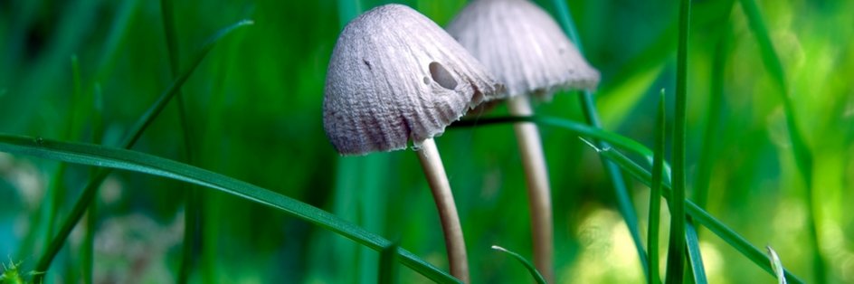 Pilz Graublättriger Helmling zwischen feuchtem Moos und Grashalmen