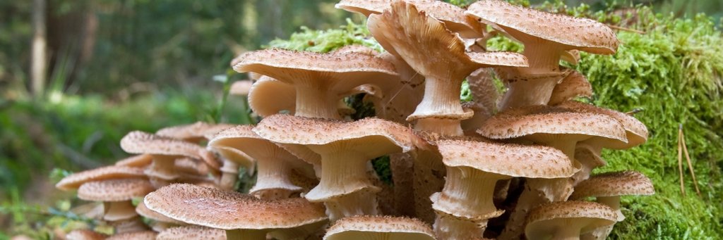 Dunkler Hallimasch Pilz Dunkler Hallimasch