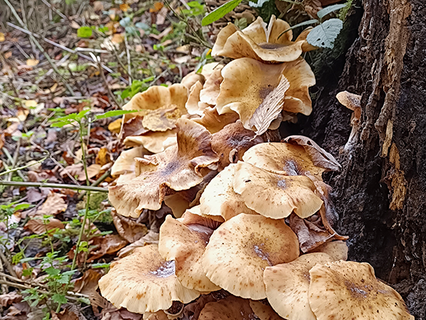 Ringloser Hallimasch Ringloser Hallimasch