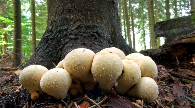 Flaschen-Stäubling Pilz Flaschen-Stäubling im Wald vor einem Baum