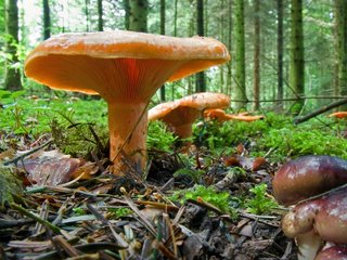 Pilz Edelreizger
