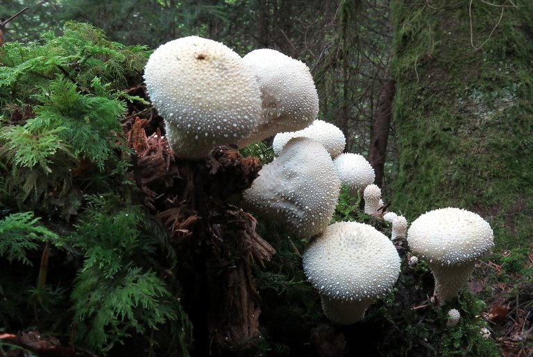 Flaschen-Stäubling Pilz Flaschen-Stäubling