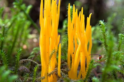 Klebriger Hörnling Pilz Klebriger Hörnling