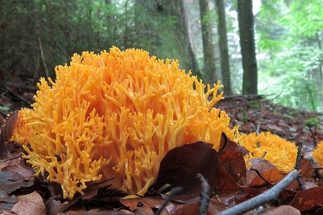 Pilz Gelbe Koralle auf Waldboden