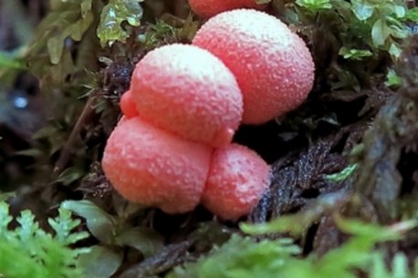 kleiner Blutmilchpilz am Waldboden