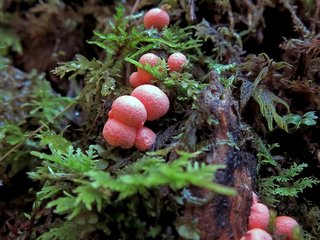 kleiner Blutmilchpilz am Waldboden