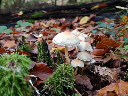 Büschelliger Mürbling