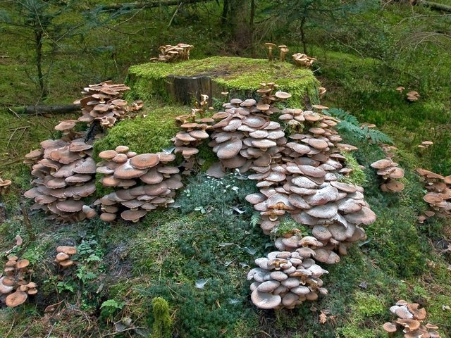 Pilz Gelbstieliger Muschelseitling