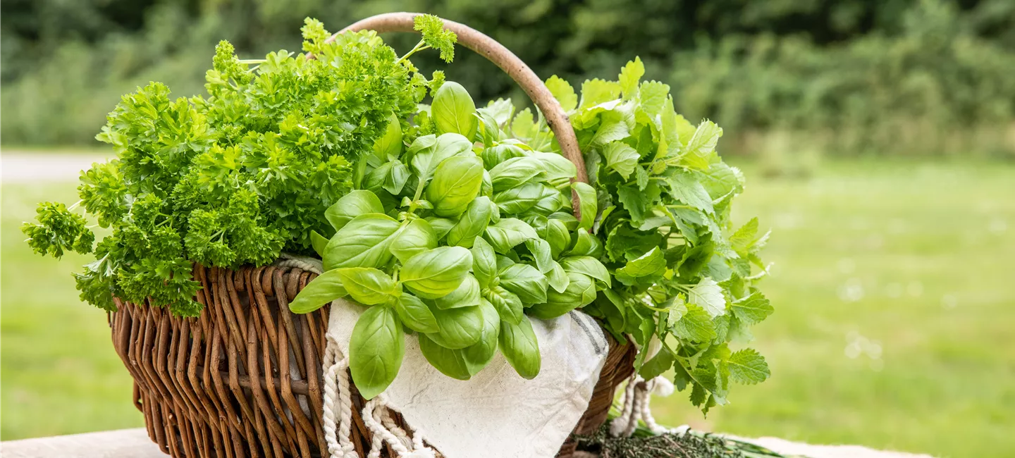 Kräuter in bester Qualität