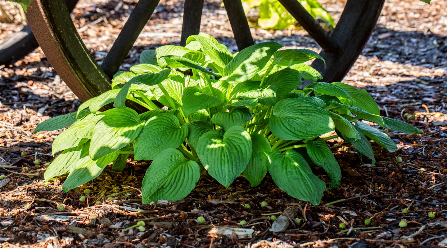 Schattiger Standort?