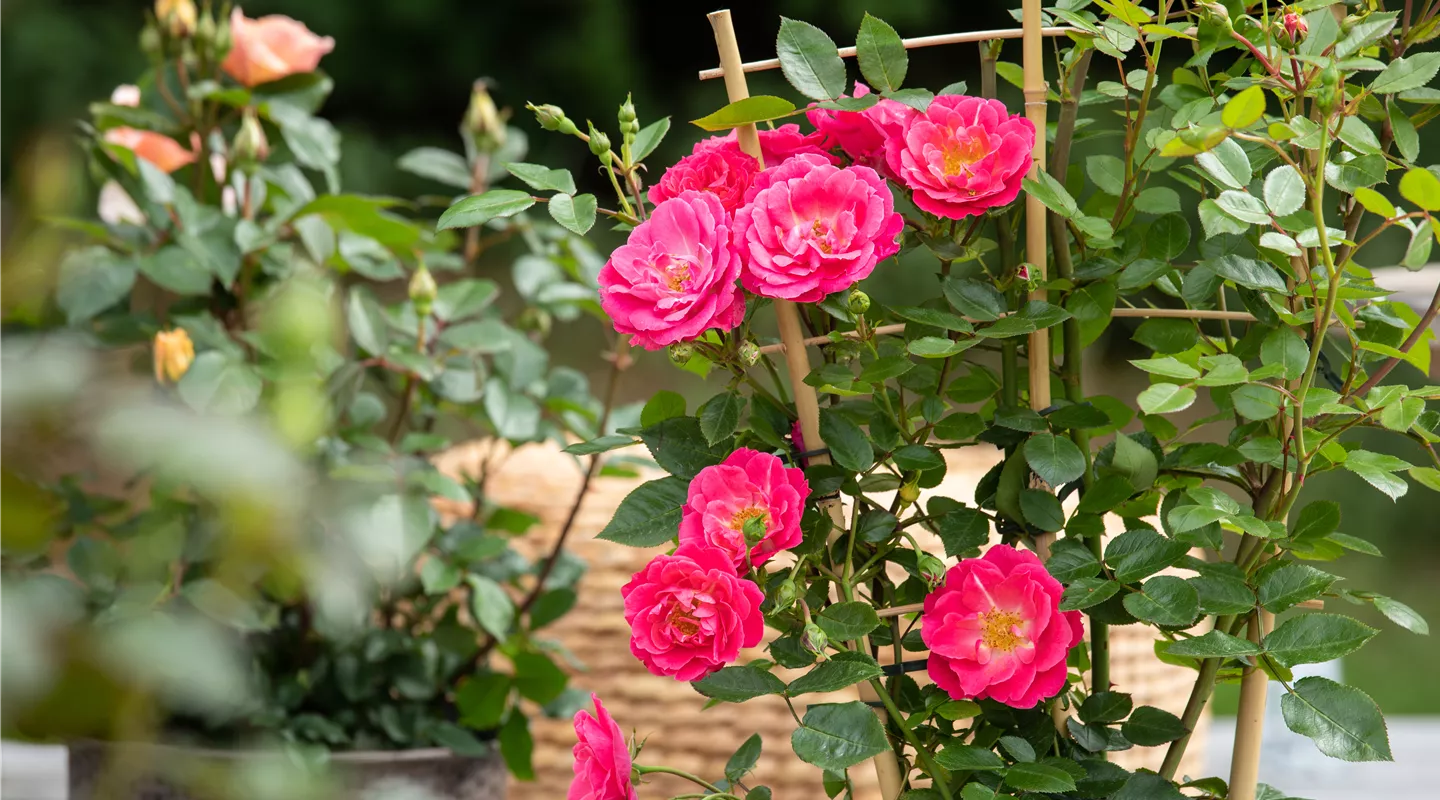 Kübelpflanzen, Kletterpflanzen