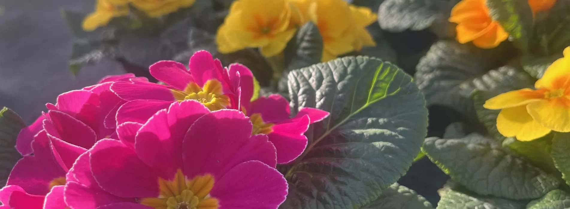 Frühlingsboten am Start!