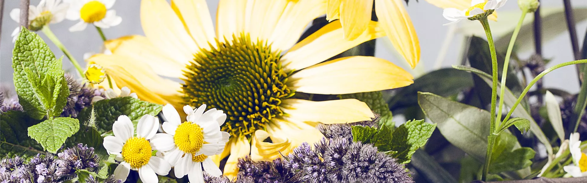 Pflanzen tun der Seele gut!