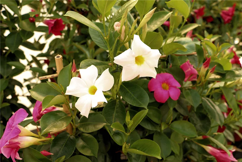 Frühlingsboten am Start!