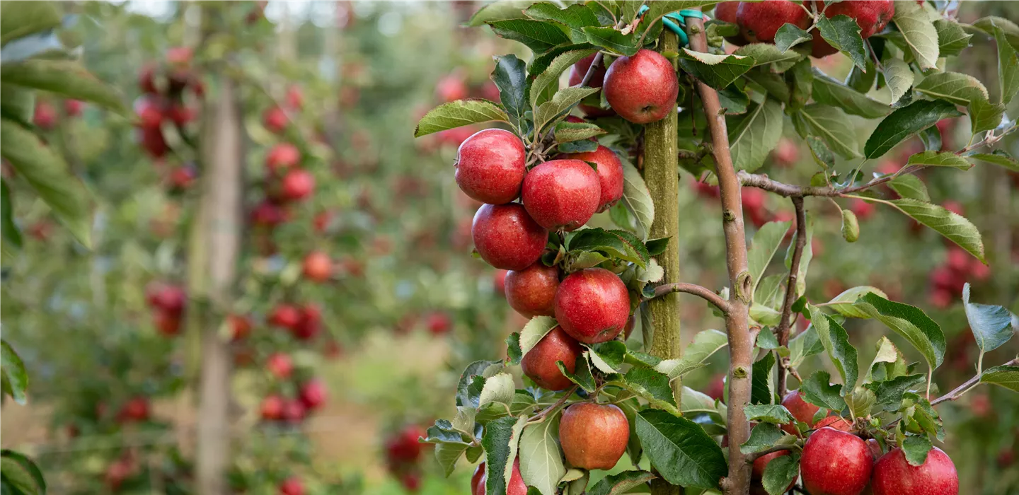 Ihre Gärtnerei Jäger in Thaur